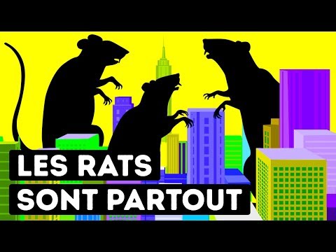 Vidéo: Pourquoi les ratés arrivent-ils ?