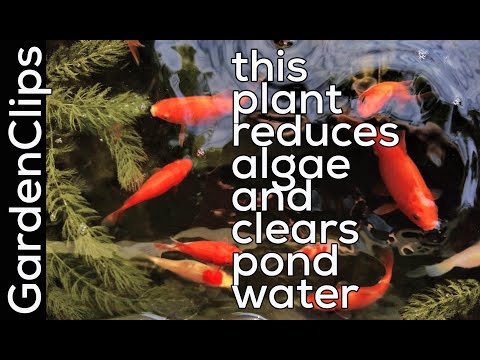 Video: Hornwort Gjysmë I Zhytur