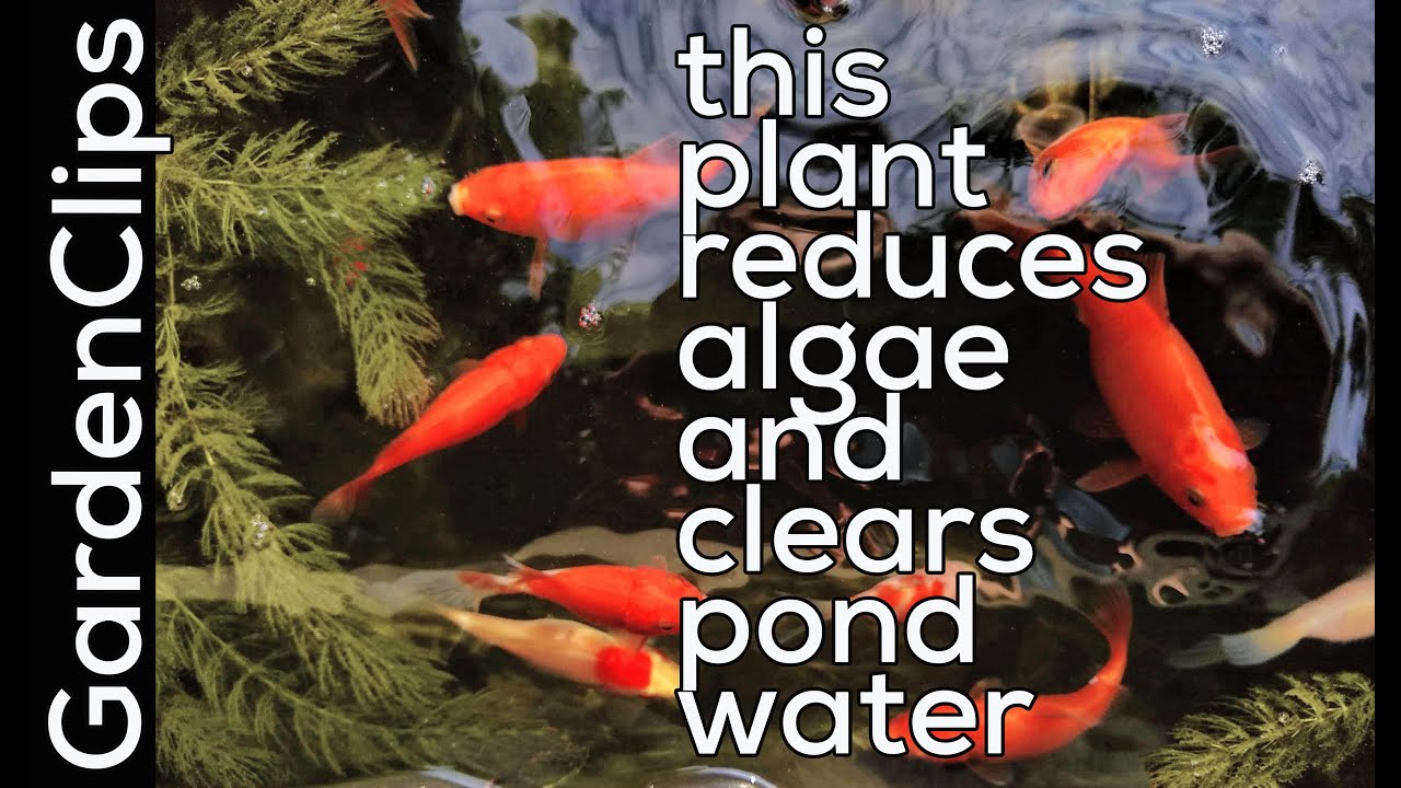 Роголистник: секретное растение, которое останавливает рост водорослей в пруду и аквариуме!