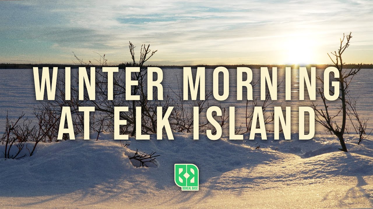Winter Morning at Elk Island - Bison, Elk, and Forest Tea