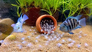 Polar Parrot Fish Breeding with babies UPDATE