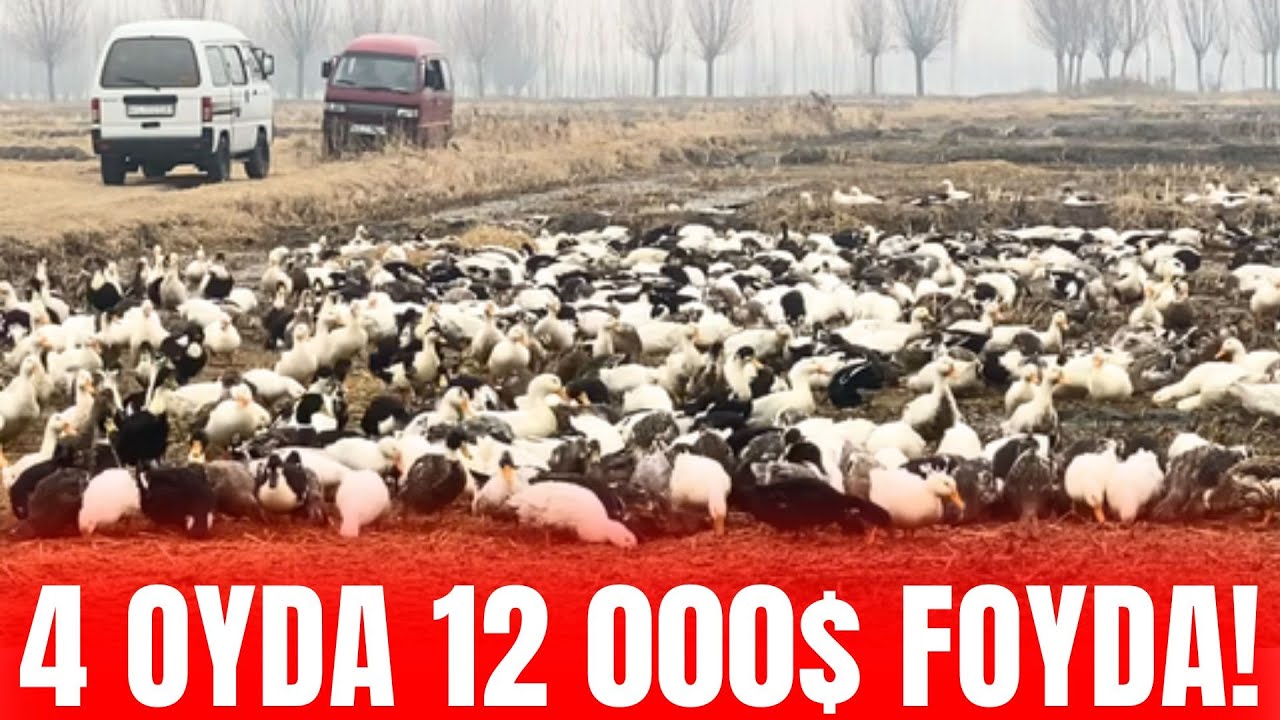 TEZ KO'RING! O'RDAK BOQISH SIRLARI - PARRANDACHILIK BIZNESI 2025