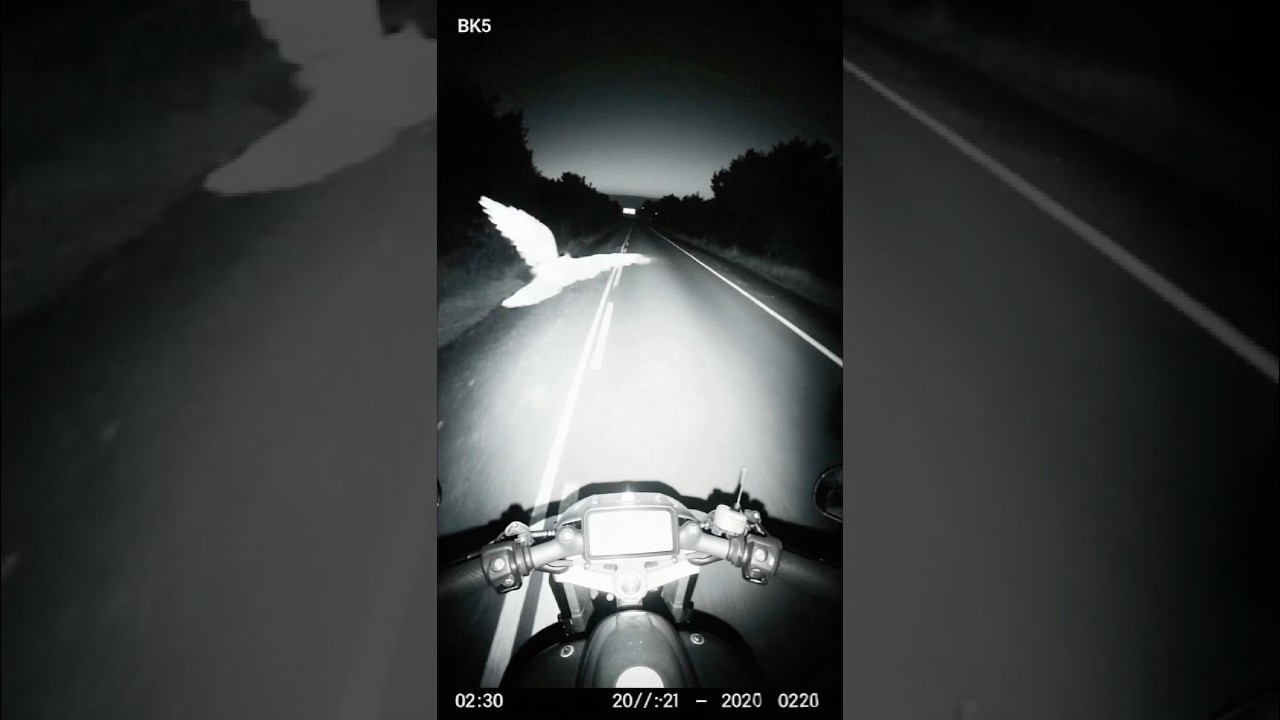 A Sign From Above: The Bird That Saved His Life