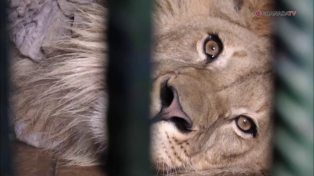 Симба в танзании. Лев симба новости. Симба лев зоопарк. Лев симба новости. Лев симба новости.