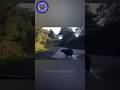 Wild bear hits car