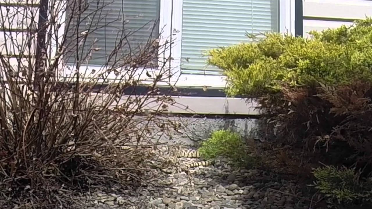 9th Avenue Bullsnake - YouTube