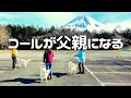 【ゴールデンレトリバー】コールの家族の物語【大型犬のいる暮らし】
