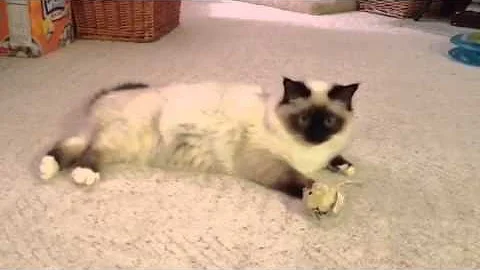 Watch the video about Lazy Birman kitty