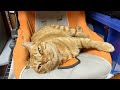 猫の手汗⁉️🙀
