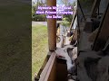 Nymeria enjoying a cool Safari day!-Medical Alert Service Princess 👑 🐕‍🦺