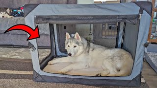 This Collapsible Dog Kennel is Perfect for Your Dogs!