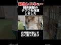 【緊急レスキュー】涙が止まらない。高齢のチワワ、歩くことが出来ない···その理由は#shorts #保護犬 #チワワ