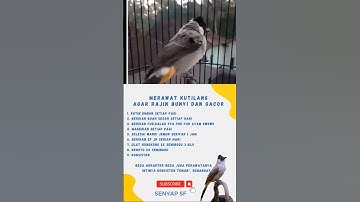 MERAWAT KUTILANG