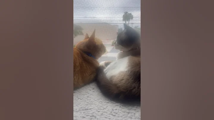 Watch the video about Cat love #orangecatbehavior #snowshoe #cutecats #shorts #catsofyoutube
