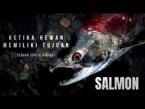 Video: Bagaimanakah salmon berenang di hulu?