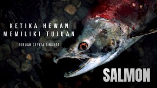 Salmon, perjalanan menuju lahir dan mati.