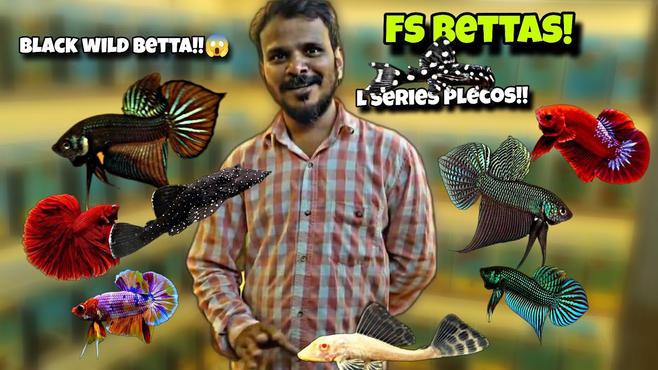 Rare wild betta & other types of bettas, L series plecos @fsbettaofficial 