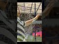 PS4 FC26: Juventus Goal ⚽🔥
