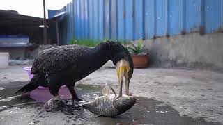 Cormorants Like To Eat Fish