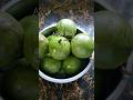 Fruits in jamaica green skin star apple shorts