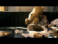 Третий Лишний трейлер HD 