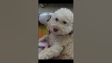 Making my Bridal Petticoat Part 1 #Shorts #weddingdress #sewing