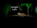 Rainforest sounds - Night in the Borneo jungle