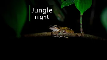Rainforest sounds - Night in the Borneo jungle