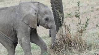 Baby elephants of Mara North