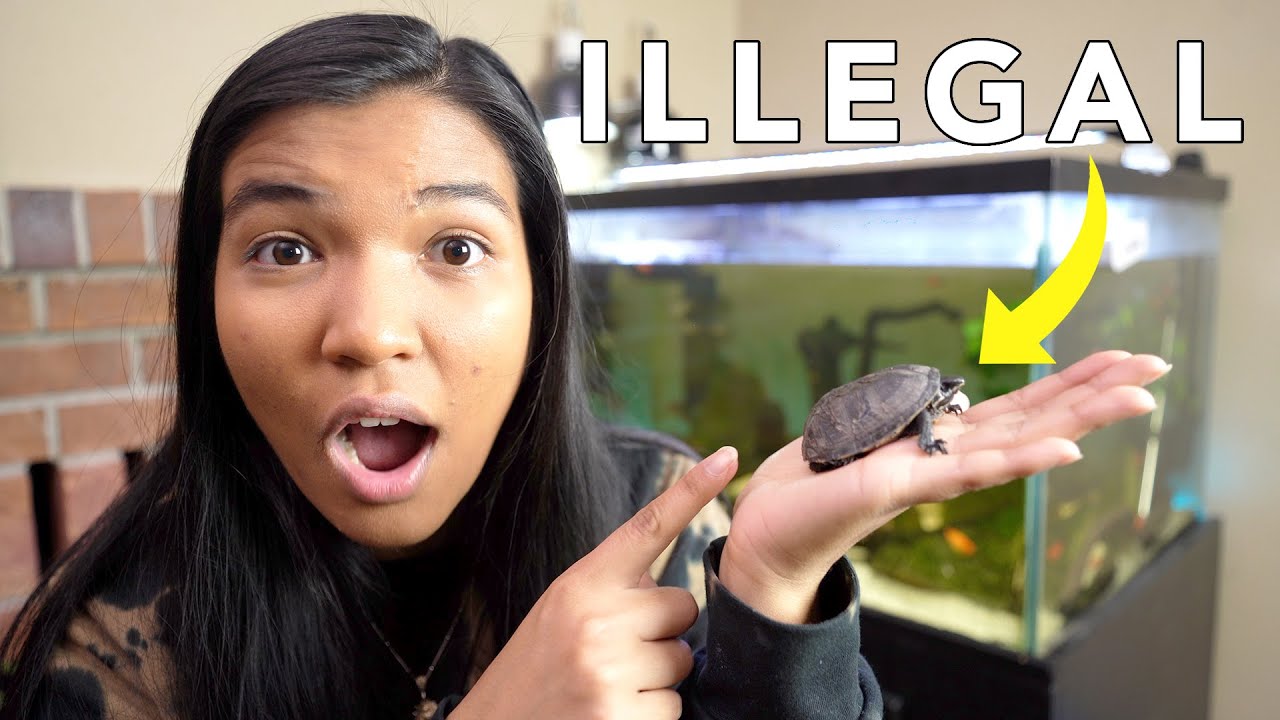 It'S Illegal To Buy This Turtle (The 4 Inch Turtle Law)