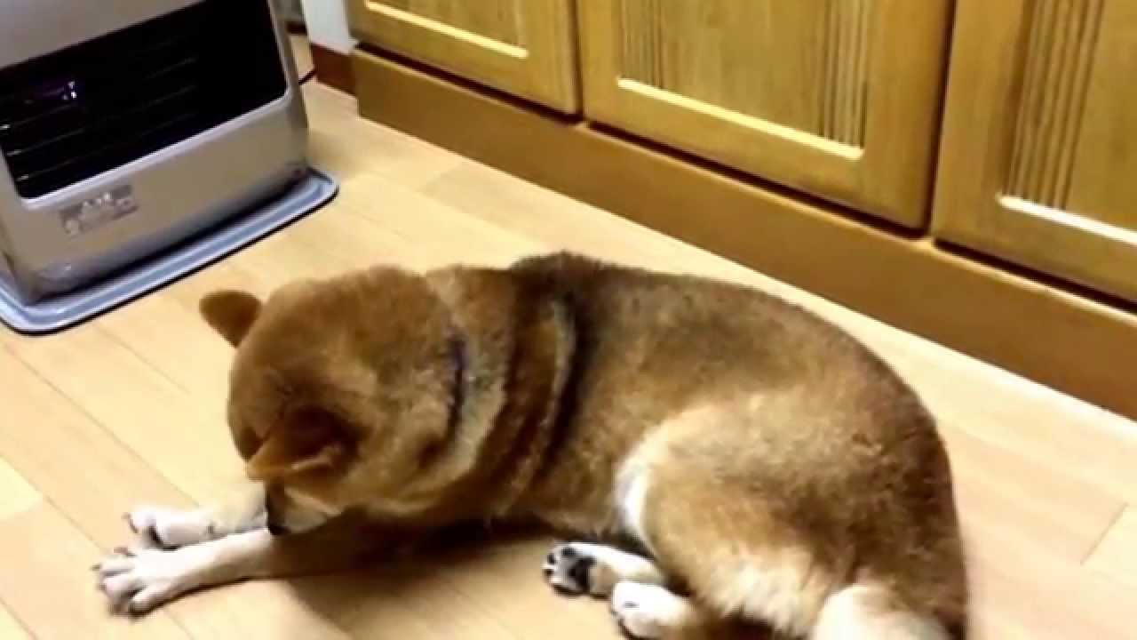 柴犬 寒がり Youtube