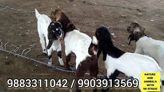 Balahari Mahua Bakra Mandi Update/Location/Rate Price/Goat Breed/Goat Purchasing. 9883311042. Detail
