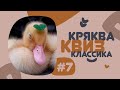 КРЯКВА КВИЗ КЛАССИКА #7 — Викторина на логику и эрудицию