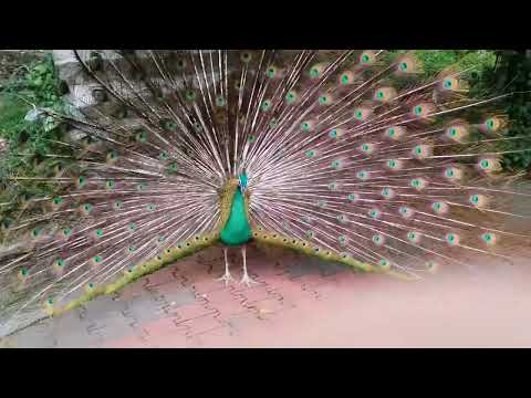 Peacock Shows Plumage While Person Whistles || ViralHog