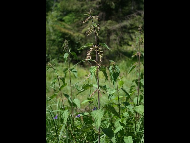 Eating Raw Stinging Nettle also Thistle a Trailside Snack