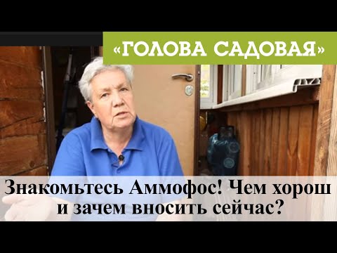 Голова садовая - Знакомьтесь Аммофос! Чем хорош и зачем вносить сейчас?