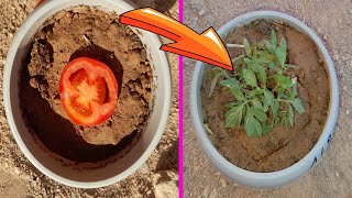 طريقة زراعة الطماطم من البذور ... Growing tomatoes