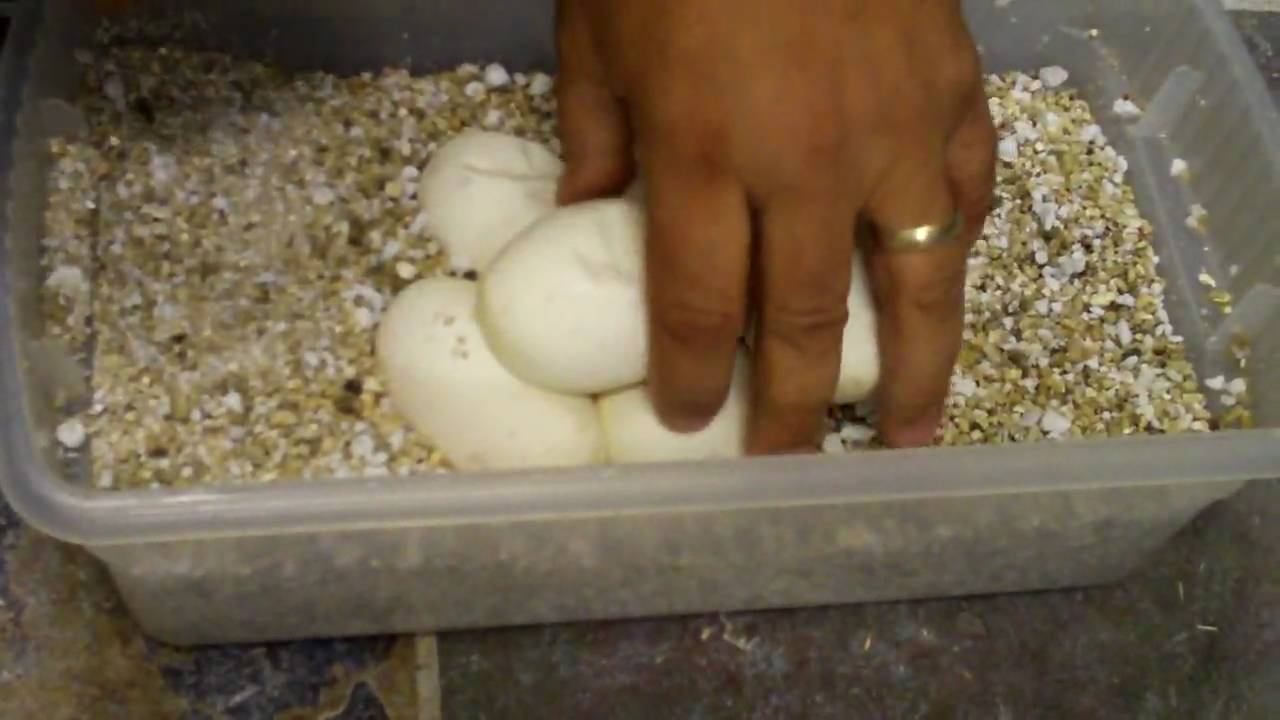 watershed Triple Header! 3 Clutches!