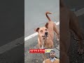कहाँ गायब हो गया यह🤣🤣 ll