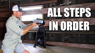 The 3-8 Week Force Fetch Plan for Every Gun Dog