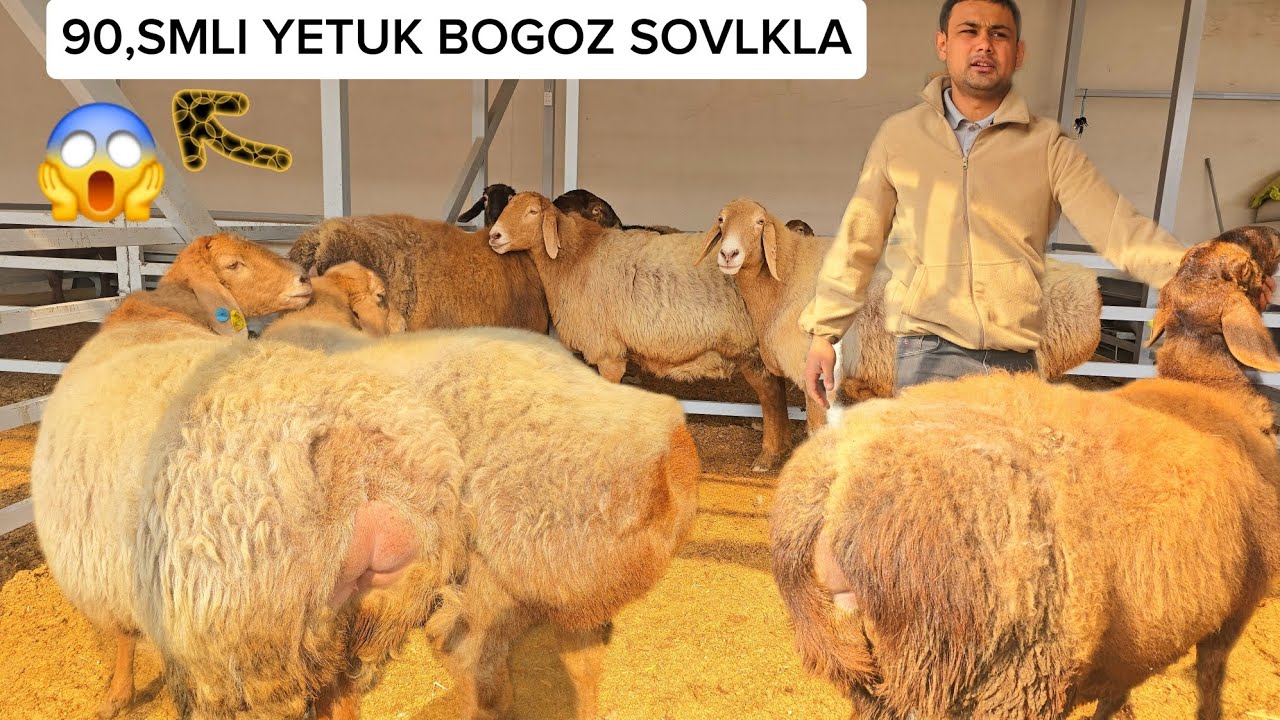 90,SMLI 😱 KATA YETUK BOGOZ SOVLIKLA ULGRIP KOLIGG 😱😱 