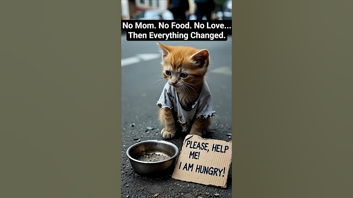 homeless kitten finds love & builds a family 🐱💍 | ai short