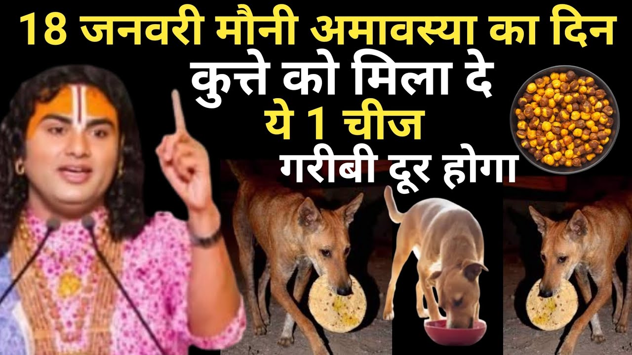 18 जनवरी मौनी अमावस्या के दिन कुत्ते को खिला दें ये 1 चीज हर मनोकामना पूर्ण होगा |Aniruddhacharya Ji