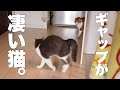 先住猫を威嚇したあと甘えん坊に変化する猫