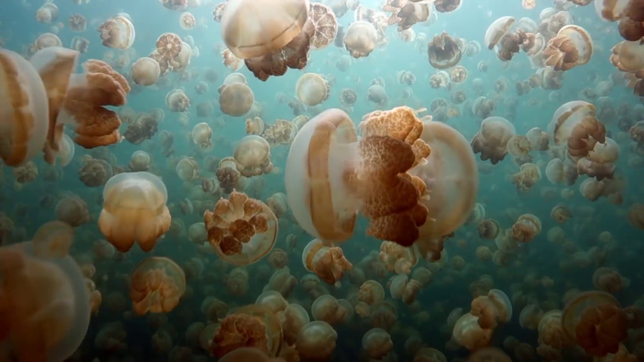 Jellyfish Lake Palau YouTube