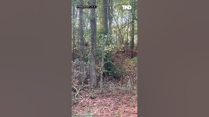 43 monkeys escape from South Carolina research facility, seen running through woods