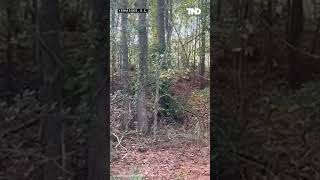 43 monkeys escape from South Carolina research facility, seen running through woods