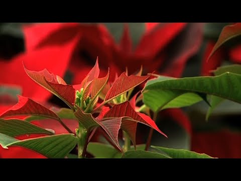 Video: Poinsettia plantetoksisitet - hvilken del av julestjernen er giftig