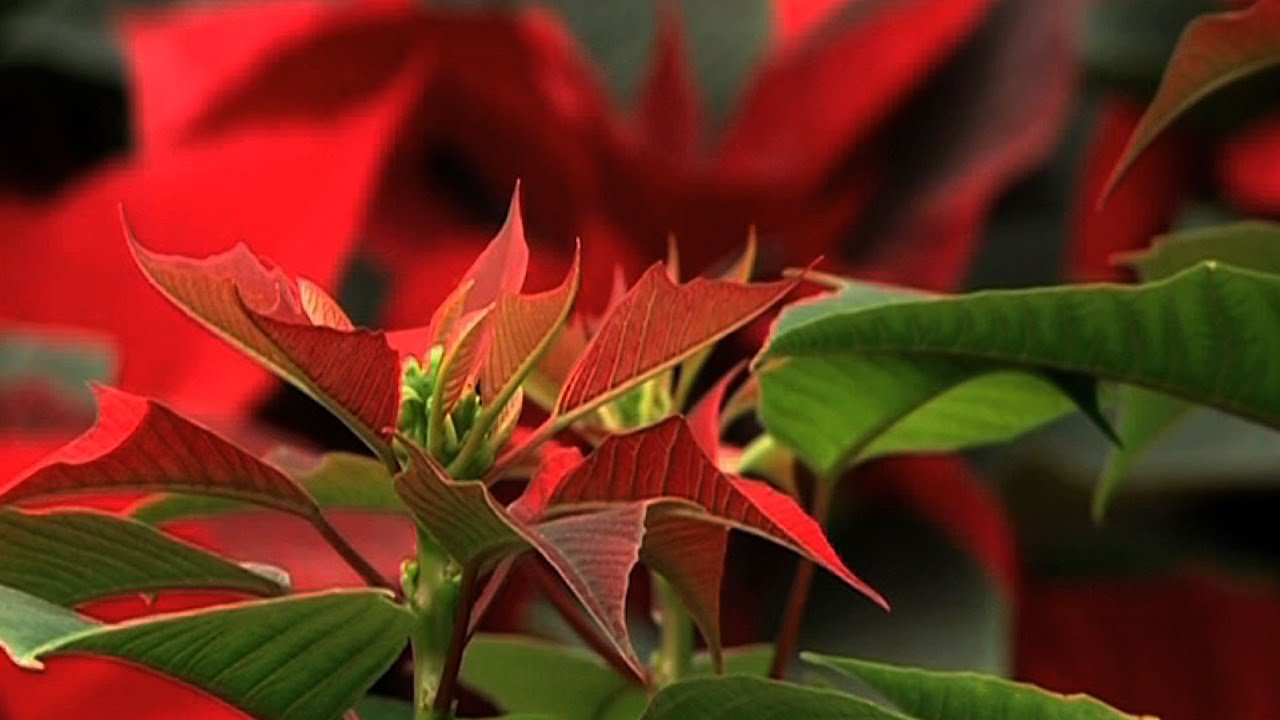 Are poinsettias poisonous? Some holiday myths and truths