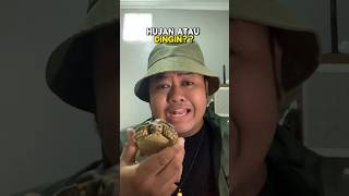 SOLUSI SULCATA PILEK DAN MOGOK MAKAN DI MUSIM HUJAN DAN DINGIN
